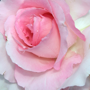 Szkółka róż - róża wielkokwiatowa - Hybrid Tea - różowy  - Rosa  Grand Siècle - róża z dyskretnym zapachem - Georges Delbard - Szarozielone krzewy silnie rosną i rozgałęziają się, kwitnie przez całe lato.